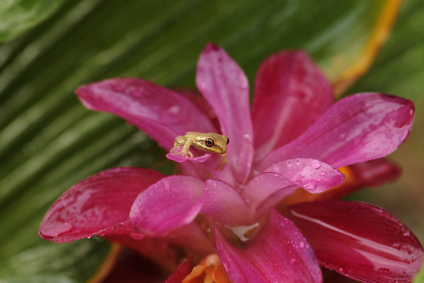 포토 JPG 해외이미지 식물 동물 야생동물 자연 개구리 양서류 앉기 사람없음 아기 청개구리 플로리다 해외포토 모션 사람 미국 생태계 파일형식 이미지허브