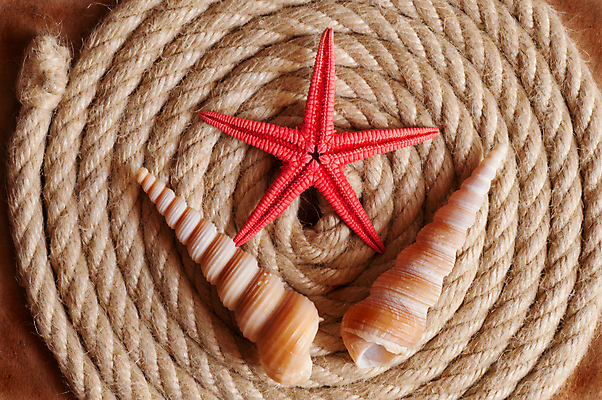 포토 JPG 해외이미지 종이 밧줄 백그라운드 불가사리 사람없음 갈색 회오리 조개껍데기 질감 카피스페이스 해외포토 줄 컬러 조개 극피동물 공백 파일형식 이미지허브