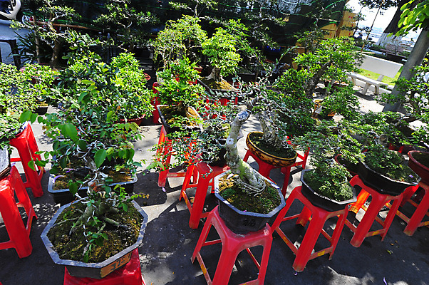 포토 JPG 해외이미지 나무 식물 지구 종류 사람없음 초록색 성장 자르기 심볼 베트남 서식지 분재 해외포토 컬러 모션 동남아시아 파일형식 이미지허브