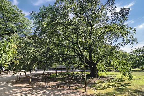 포토 JPG 해외이미지 나무 식물 전통 공원 잎 불교 자연 하늘 휴식 그림자 잔디 사람없음 야외 목재 초록색 컬러풀 태양 정원 일본 맑음 봄 체리 영혼 도쿄 큼 그늘 감탄 해외포토 자연요소 계절 공공시설 아시아 종교 컬러 컨셉 과일 재료 날씨 크기 생태계 파일형식 이미지허브