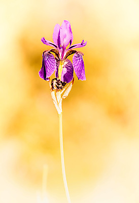 포토 JPG 해외이미지 식물 꽃잎 꽃 자연 아침 사람없음 초록색 여름 파란색 맑음 보라색 봄 활발 벚꽃 깃발 개화 남색 제비꽃 보케 붓꽃 내추럴 시베리아 영원 우크라이나 해외포토 주간 계절 유럽 컬러 컨셉 날씨 생태계 파일형식 이미지허브