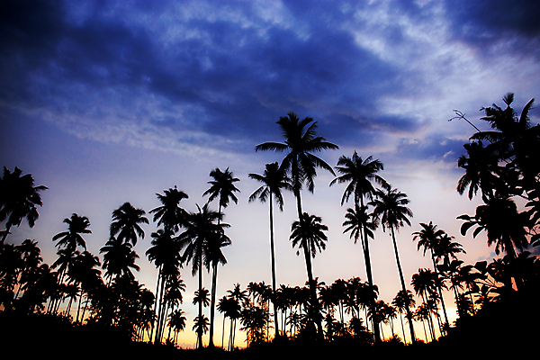 포토 JPG 해외이미지 나무 구름 계절 실루엣 아시아 바다 섬 여행 백그라운드 잎 태국 자연 하늘 휴가 휴식 손바닥 미술 동양인 사람없음 야외 여름 파란색 야자수 햇빛 태양 일출 검은색 일몰 새벽 흰색 휴양지 코코넛 내추럴 파라다이스 파스텔톤 해외포토 자연요소 식물 손 나라 컬러 컨셉 과일 문화예술 촬영기법 인종 노을 장소 생태계 파일형식 이미지허브