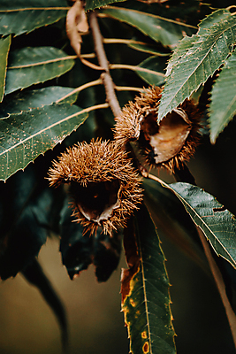 포토 JPG 해외이미지 계절 어린이 단풍 휴식 따뜻함 건강 사람없음 가로 빛 컬러풀 태양 침묵 탐험 껍질 잡기 황금 숲 수집 알맹이 각도 날카로움 A 찌르기 깃털펜 단백질 토스카나 카피스페이스 해외포토 자연요소 알파벳 컬러 컨셉 잎 모션 사람 펜 소리 이탈리아 공백 영양소 파일형식 이미지허브