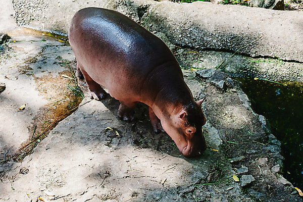 포토 JPG 해외이미지 동물 척추동물 공원 호수 얼굴 야생동물 백그라운드 포유류 아프리카 자연 초식동물 생물 사람없음 야외 물 강 갈색 머리 환경 수영 젖음 연못 입 황무지 보호 위험 큼 비만 사파리 하마 서식지 내추럴 동물상 전국 초식 해외포토 자연요소 공공시설 나라 컬러 컨셉 신체부위 조형물 수상스포츠 크기 몸매 생태계 파일형식 이미지허브