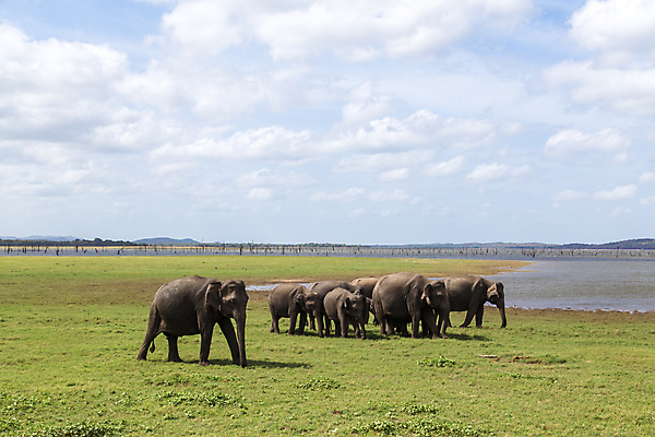 포토 JPG 해외이미지 동물 공원 아시아 호수 야생동물 여행 포유류 자연 코끼리 국립공원 동양인 풍경 사람없음 물 환경 그룹 황무지 보호 군중 인도인 사파리 스리랑카 전국 해외포토 자연요소 외국인 공공시설 나라 컨셉 사람 인종 생태계 파일형식 이미지허브