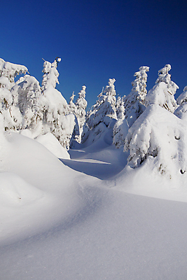 포토 JPG 해외이미지 모양 나무 디자인 계절 백그라운드 겨울 자연 하늘 휴가 풍경 사람없음 야외 목재 장식 파란색 냉동 얼음 추위 흰색 나뭇가지 시골 신선 눈송이 숲 12월 서리 장면 1월 내추럴 폭설 눈내림 가문비나무 해외포토 자연요소 식물 컬러 재료 눈_날씨 날짜 자연재해 생태계 파일형식 이미지허브