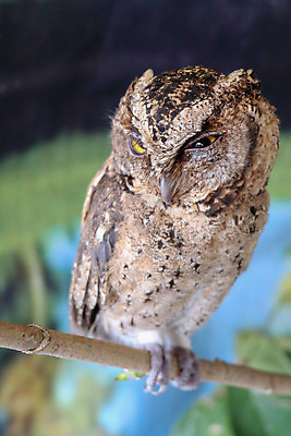 포토 JPG 해외이미지 나무 동물 응시 야생동물 백그라운드 오렌지 포유류 자연 조류 앉기 성인 사람없음 초록색 갈색 덮개 나뭇가지 숲 작음 큼 깃털 경계 사냥 부리 귀 육식동물 부엉이 사냥꾼 침엽수 숨기 옛날 해외포토 식물 직업 시선 컬러 과일 모션 사람 신체부위 뚜껑 크기 생태계 파일형식 이미지허브