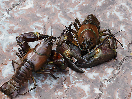 포토 JPG 해외이미지 동물 음식 신체 부분 자연 요리 사람없음 물 강 갈색 저녁식사 게 껍질 개울 큼 가재 해산물 생물학 신호 내추럴 해외포토 자연요소 교육 컬러 갑각류 식사 크기 생태계 파일형식 이미지허브