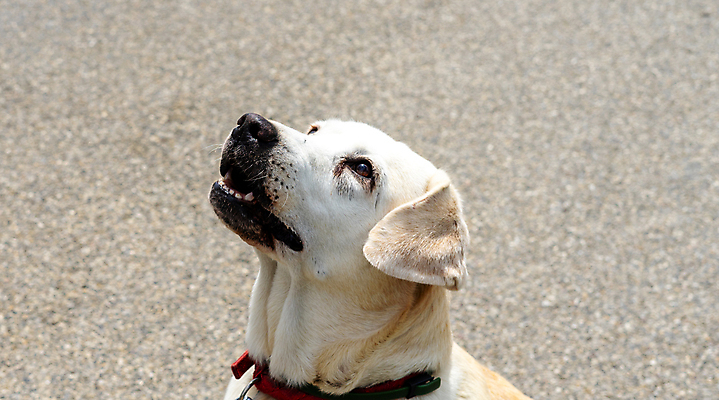 포토 JPG 해외이미지 스튜디오촬영 동물 척추동물 한마리 1 응시 행복 얼굴 새끼 백그라운드 포유류 사람없음 반려동물 갈색 머리 가축 흰색 황금 개 강아지 자르기 래브라도리트리버 흰배경 코 귀 송곳니 기르기 유래 해외포토 시선 감정 컬러 모션 실내 신체부위 리트리버 치아 돌봄 파일형식 이미지허브