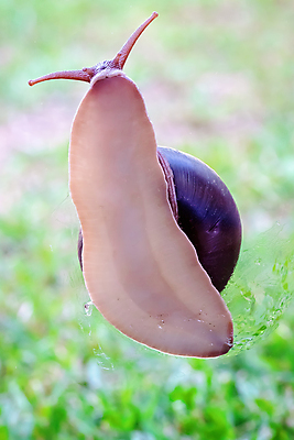 포토 JPG 해외이미지 동물 2 오렌지 연체동물 주택 종류 사람없음 장식 갈색 껍질 구멍 호주 해충 호흡 매끈함 작음 큼 땅 아래 오브젝트 달팽이 덮기 육식 서식지 원뿔 느림 바비큐립 민달팽이 초식 흥미 끈적임 해외포토 도형 컬러 컨셉 과일 모션 무척추동물 건물 감각 오세아니아 벌레 크기 바비큐 방향 위치 파일형식 달팽이_동물 이미지허브