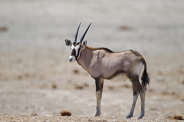 포토 JPG 해외이미지 동물 공원 음료 야생동물 모래 여행 잎 패턴 포유류 가족 아프리카 자연 뿔 동물원 국립공원 사람없음 물 게임 그룹 황무지 보호 큼 모래언덕 먹기 사파리 영양 가젤 나미비아 보츠와나 스텝 해외포토 자연요소 식물 공공시설 나라 컨셉 무늬 관계 모션 놀이 크기 언덕 생태계 남아프리카 파일형식 이미지허브