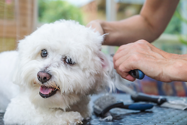포토 JPG 해외이미지 손 탁자 실내 한명 들기 신체부위 반려동물 개 테리어 돌봄 애견미용 애견빗 해외포토 동물 1 가구 포유류 모션 사람 내부 뷰티 애견용품 파일형식 이미지허브