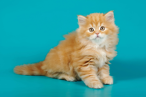 포토 JPG 해외이미지 동물 1 응시 백그라운드 포유류 자연 털 사람없음 반려동물 고양이 회색 흰색 얼룩무늬 솜털 산악지대 고립 기르기 직진 스코틀랜드 해외포토 시선 컬러 무늬 영국 산 생태계 돌봄 파일형식 이미지허브