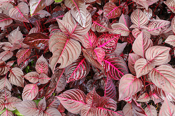 포토 JPG 해외이미지 식물 디자인 외관 공원 꽃 분홍색 백그라운드 잎 꽃무늬 패턴 가족 자연 비프스테이크 사람없음 야외 장식 빨간색 컬러풀 환경 정원 보라색 검은색 봄 성장 신선 닫기 유기농 원예 질감 내추럴 해외포토 웰빙 계절 공공시설 컬러 무늬 관계 모션 스테이크 취미 소고기 생태계 파일형식 이미지허브