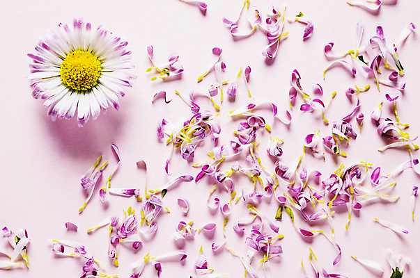 포토 JPG 해외이미지 스튜디오촬영 식물 아이콘 꽃잎 꽃 분홍색 백그라운드 꽃무늬 자연 친절 아이디어 발렌타인데이 미술 사람없음 컬러풀 노란색 보라색 벚꽃 흰색 인사 신선 우아함 꽃집 심볼 데이지 라일락 정물화 해외포토 컬러 컨셉 무늬 데이이벤트 문화예술 실내 상점 예절 그림 생태계 파일형식 이미지허브