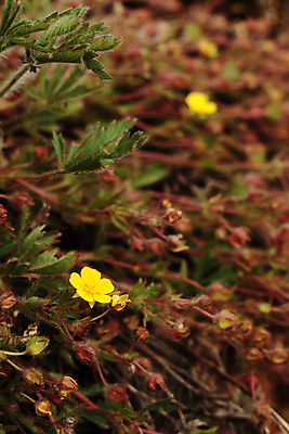 포토 JPG 해외이미지 식물 꽃잎 꽃 줄기 잎 오렌지 건조 따뜻함 사람없음 야외 빨간색 초록색 빛 햇빛 갈색 노란색 새싹 흙 들꽃 사막 덮개 벚꽃 소프트포커스 작음 암초 솜털 시들음 땅바닥 석판 스텝 벨벳 해외포토 컬러 과일 바닥 촬영기법 태양 뚜껑 크기 실크 파일형식 이미지허브