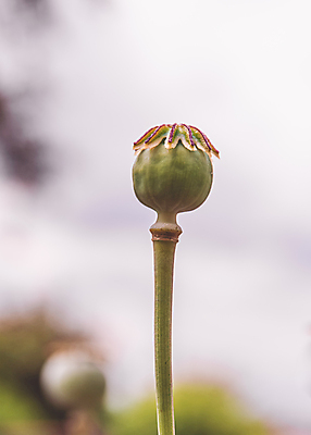 포토 JPG 해외이미지 식물 계절 꽃 줄기 아이슬란드 씨앗 사람없음 야외 초록색 정원 묘사 원예 양귀비 카피스페이스 세련 해외포토 유럽 컬러 취미 공백 파일형식 이미지허브