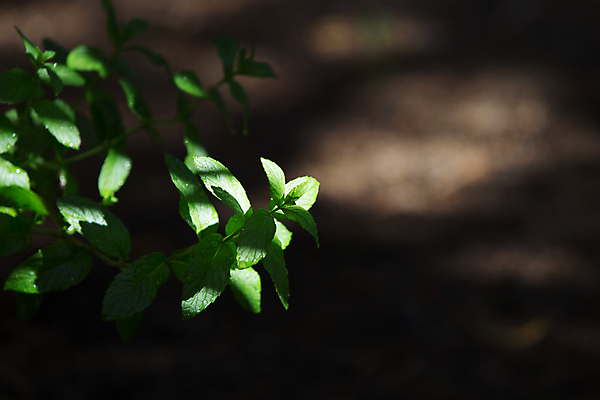 포토 JPG 해외이미지 식물 꽃 잎 꽃무늬 다이어트 채소 자연 건강 사람없음 초록색 물 빛 약 정원 봄 신선 닫기 선택 떨어짐 이슬 지중해 민트 허브 향신료 묘사 에코 유기농 원예 향기 향 아로마테라피 내추럴 모종 바디케어 생태학 해외포토 자연요소 웰빙 계절 교육 바다 컬러 컨셉 무늬 의학 모션 취미 환경 생태계 냄새 테라피 향미료 파일형식 이미지허브
