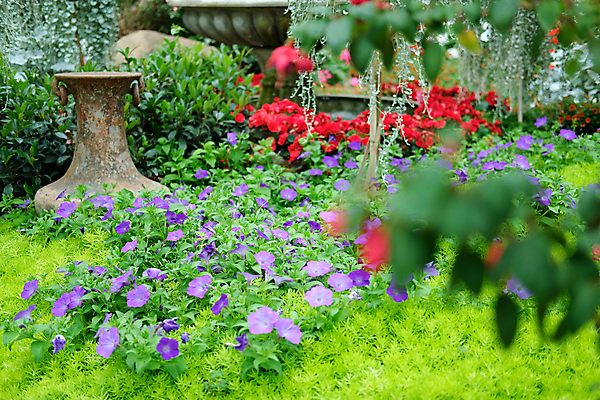 포토 JPG 해외이미지 식물 디자인 공원 꽃잎 꽃 잎 꽃무늬 자연 사람없음 장식 환경 정원 봄 성장 신선 개화 원예 내추럴 해외포토 계절 공공시설 무늬 취미 생태계 파일형식 이미지허브