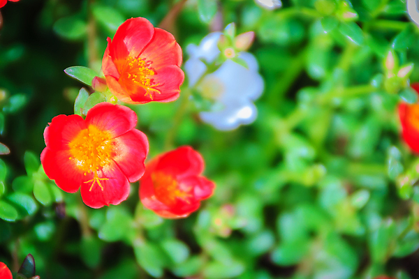 포토 JPG 해외이미지 식물 꽃잎 꽃 분홍색 백그라운드 잎 꽃무늬 오렌지 자연 사람없음 야외 빨간색 초록색 컬러풀 정원 봄 성장 벚꽃 신선 개화 원예 부드러움 내추럴 해외포토 계절 컬러 무늬 과일 취미 감각 생태계 파일형식 이미지허브
