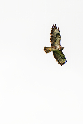 포토 JPG 해외이미지 주간 동물 야생동물 백그라운드 날개 자연 조류 하늘 파노라마 사람없음 야외 파란색 컬러풀 햇빛 갈색 펼침 자유 흰색 닫기 보호 먹이 깃털 사냥 독수리 육식동물 사냥꾼 내추럴 고립 웅장함 해외포토 자연요소 직업 컬러 컨셉 모션 촬영기법 태양 생태계 파일형식 이미지허브