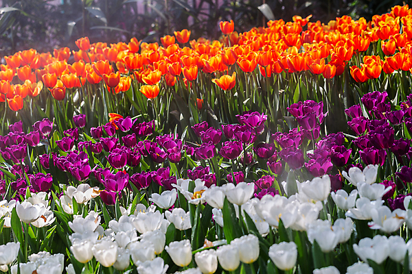 포토 JPG 해외이미지 배너 공원 꽃 백그라운드 비즈니스 풍경 사람없음 햇빛 정원 튤립 문학 5 해외포토 식물 공공시설 태양 숫자 파일형식 이미지허브