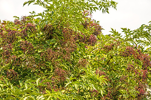 포토 JPG 해외이미지 나무 식물 계절 열매 음식 단풍 패턴 과일 자연 건강 사람없음 야외 컬러풀 약 검은색 나뭇가지 신선 묘사 내추럴 숙성 해외포토 컬러 잎 무늬 의학 생태계 파일형식 이미지허브