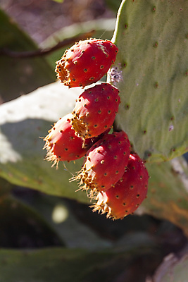 포토 JPG 해외이미지 나무 식물 계절 꽃 유럽 음식 섬 백그라운드 잎 꽃무늬 과일 아프리카 자연 선인장 사람없음 야외 빨간색 초록색 여름 컬러풀 뷰티 정원 봄 사막 성장 나뭇가지 신선 스페인 척추 내추럴 이국적 해외포토 나라 컬러 무늬 뼈 생태계 파일형식 이미지허브