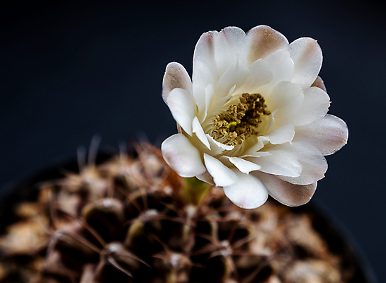포토 JPG 해외이미지 주간 선인장 근접촬영 사람없음 야외 아웃포커스 개화 선인장꽃 해외포토 자연요소 식물 꽃 뷰포인트 촬영기법 파일형식 이미지허브