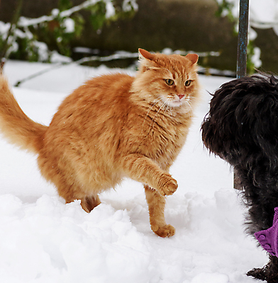 포토 JPG 해외이미지 주간 한마리 응시 두마리 겨울 사람없음 야외 반려동물 검은색 고양이 개 강아지 앞발 앞발든 해외포토 자연요소 동물 1 시선 계절 컬러 2 포유류 파일형식 이미지허브