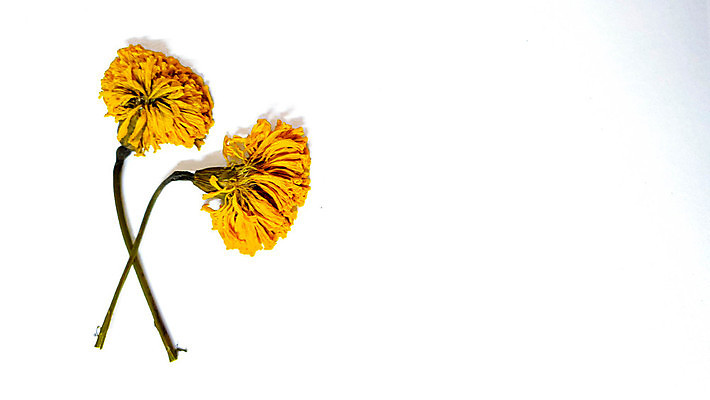 포토 JPG 해외이미지 사람없음 뷰티 흰배경 해외포토 백그라운드 흰색 파일형식 이미지허브