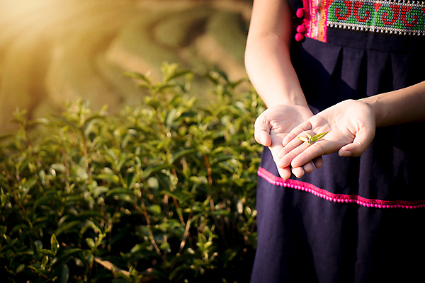 포토 JPG 해외이미지 식물 직업 전통 손 여자 행복 포스터 아시아 백그라운드 잎 밭 농업 태국 자연 아침 노동자 한명 사람 동양인 풍경 초록색 농작물 뷰티 농장 일출 정원 중국 수확 시골 신선 업무 선택 차 농부 인도인 언덕 해외포토 주간 외국인 1 감정 나라 산업 음료 컬러 컨셉 인종 신체부위 노을 작업 생태계 파일형식 이미지허브