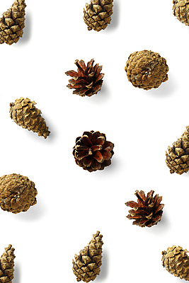 포토 JPG 해외이미지 잎 크리스마스 겨울 패턴 실내 사람없음 흰배경 솔방울 전나무 크리스마스배경 해외포토 나무 식물 계절 기념일 백그라운드 무늬 내부 흰색 파일형식 이미지허브