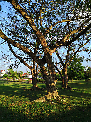 포토 JPG 해외이미지 나무 식물 계절 공원 여행 백그라운드 잎 겨울 자연 하늘 휴가 이끼 풍경 사람없음 야외 세로 초록색 여름 파란색 빛 태양 뷰티 환경 정원 봄 성장 가을 나뭇가지 숲 큼 뿌리 거인 내추럴 깊이 땅바닥 옛날 해외포토 자연요소 공공시설 컬러 바닥 크기 생태계 파일형식 이미지허브
