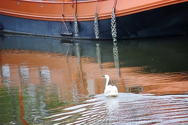 포토 JPG 해외이미지 동물 조류 사람없음 반사 보트 백조 운하 해외포토 배_교통 파일형식 이미지허브