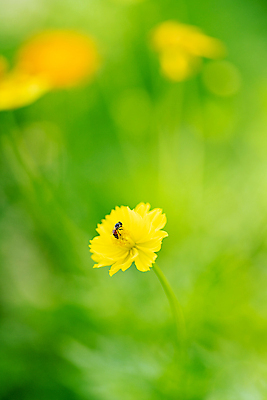 포토 JPG 해외이미지 식물 동물 디자인 꽃 파도 백그라운드 잎 패턴 곡선 날개 오렌지 일러스트 모션 자연 벽지 추상 미술 사람없음 그래픽 초록색 여름 빛 노란색 정원 봄 벚꽃 신선 수분 민들레 벌 질감 꽃가루 꿀 내추럴 호박벌 해외포토 계절 선 바다 컬러 곤충 무늬 과일 문화예술 벌_곤충 가루 생태계 파일형식 이미지허브