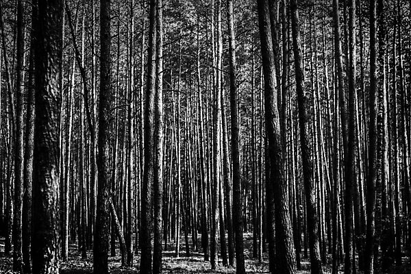 포토 JPG 해외이미지 나무 식물 야생동물 백그라운드 자연 흑백 이끼 풍경 사람없음 목재 초록색 환경 어둠 나뭇가지 소나무 숲 생물학 나무껍질 그리너리 해외포토 동물 교육 컬러 재료 촬영기법 껍질 생태계 파일형식 트랜드컬러 이미지허브