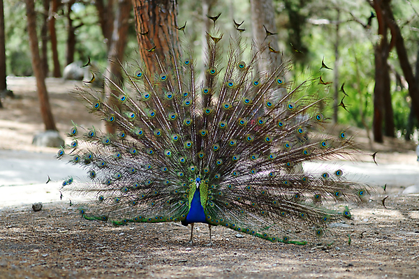 포토 JPG 해외이미지 동물 1 남자 야생동물 백그라운드 패턴 자연 조류 사람없음 야외 가로 초록색 파란색 컬러풀 뷰티 머리 활발 기차 의식 우아함 공작 전시회 가득함 그리스 깃털 꼬리 목 보여주기 꿩 멀티 웅장함 터키석 해외포토 유럽 육상교통 컬러 컨셉 무늬 모션 대중교통 사람 신체부위 전시 보석 생태계 파일형식 이미지허브