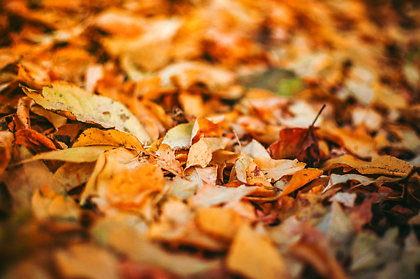포토 JPG 해외이미지 백그라운드 낙엽 풍경 사람없음 주황색 가을 해외포토 계절 컬러 잎 파일형식 이미지허브