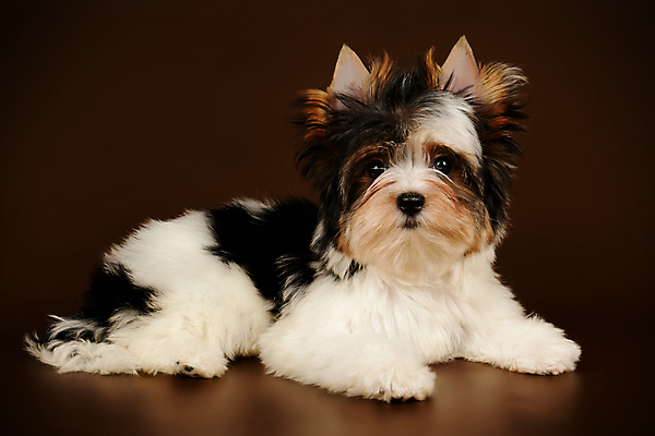 포토 JPG 해외이미지 동물 1 행복 새끼 백그라운드 새로움 털 사람없음 빨간색 반려동물 귀여움 검은색 거울 흰색 개 달콤 강아지 작음 요크셔테리어 테리어 활 솜털 송곳니 기르기 비버 삼색 해외포토 감정 컬러 컨셉 포유류 맛 치아 크기 돌봄 파일형식 이미지허브