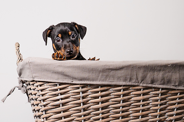 포토 JPG 해외이미지 스튜디오촬영 동물 한마리 1 라이프스타일 응시 행복 얼굴 새끼 백그라운드 친절 털 실내 사랑 앉기 사람없음 반려동물 갈색 평화 귀여움 검은색 침묵 우정 흰색 표현 닫기 개 달콤 강아지 작음 테리어 송곳니 경보 고립 돌봄 유래 해외포토 시선 감정 컬러 컨셉 포유류 모션 내부 생활 신체부위 친구 소리 맛 치아 크기 파일형식 이미지허브