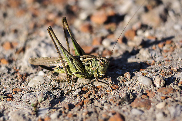 포토 JPG 해외이미지 식물 동물 1 야생동물 곤충 자연 생물 안테나 사람없음 초록색 여름 정원 벌레 큼 묘사 메뚜기 내추럴 귀뚜라미 해외포토 계절 컬러 통신 크기 생태계 파일형식 이미지허브