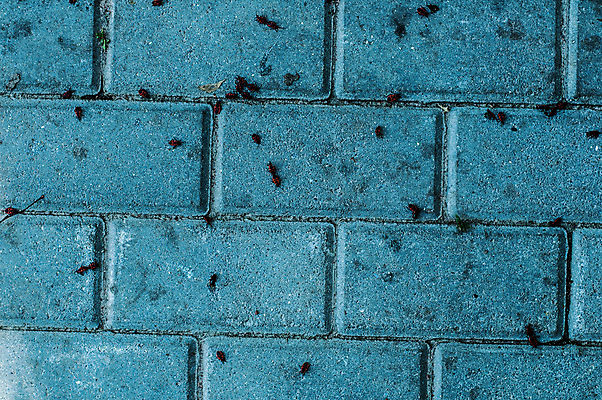 포토 JPG 해외이미지 나무 계절 공원 도로 길 여행 잎 벤치 오렌지 자연 휴식 풍경 사람없음 야외 가로 빨간색 초록색 여름 빛 컬러풀 노란색 평화 걷기 고요 안개 가을 숲 신비 11월 뉴욕 내추럴 무한 해외포토 식물 공공시설 컬러 컨셉 의자 과일 교통시설 모션 날씨 미국 날짜 생태계 파일형식 이미지허브