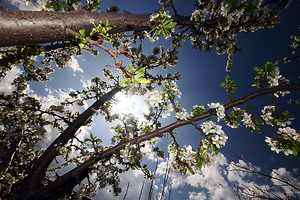 포토 JPG 해외이미지 나무 식물 계절 공원 꽃잎 꽃 분홍색 백그라운드 꽃무늬 자연 하늘 건강 사람없음 야외 여름 빛 뷰티 정원 일본 맑음 봄 벚꽃 흰색 나뭇가지 신선 개화 체리 과수원 4월 원예 내추럴 블러 해외포토 공공시설 아시아 컬러 무늬 농업 과일 날씨 취미 날짜 생태계 파일형식 이미지허브