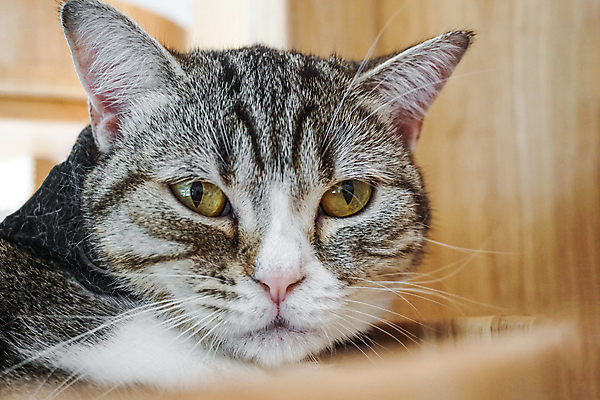 포토 JPG 해외이미지 동물 1 응시 얼굴 백그라운드 포유류 자연 영국 수염 털 사랑 앉기 사람없음 파란색 반려동물 노란색 머리 고양이 줄무늬 회색 흰색 아기 달콤 작음 모피 호기심 얼룩무늬 솜털 수의사 기르기 접기 스코틀랜드 해외포토 시선 감정 유럽 컬러 컨셉 무늬 모션 사람 신체부위 의사 맛 크기 생태계 돌봄 파일형식 이미지허브