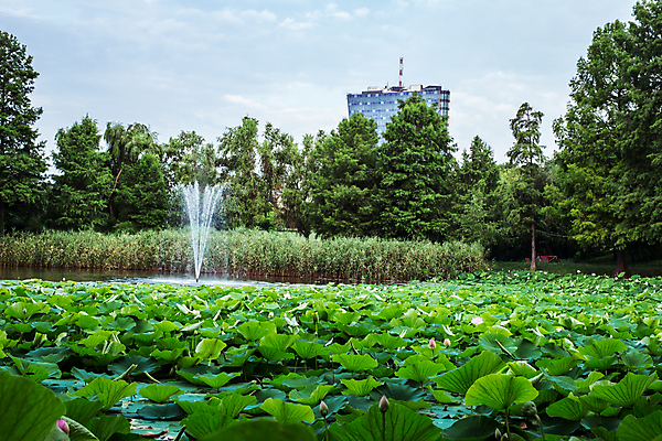 포토 JPG 해외이미지 식물 꽃잎 꽃 호수 줄기 분홍색 잎 자연 이집트 동양인 사람없음 초록색 물 뷰티 평화 정원 고요 봄 벚꽃 연못 개화 순수 신성 부쿠레슈티 해외포토 자연요소 계절 컬러 컨셉 아프리카 인종 생태계 루마니아 파일형식 이미지허브
