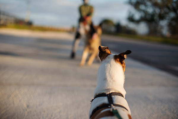 포토 JPG 해외이미지 동물 라이프스타일 감정 건강 사람없음 야외 뒷모습 반려동물 가축 산책 당기기 개 테리어 귀 주인 송곳니 카피스페이스 해외포토 뷰포인트 포유류 모션 휴식 생활 신체부위 공백 치아 파일형식 이미지허브