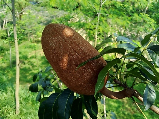 포토 JPG 해외이미지 나무 식물 전통 계절 음식 잎 과일 자연 콩 건조 씨앗 사람없음 야외 목재 장식 초록색 약 갈색 정원 가을 신선 숲 인도인 아래 내추럴 당뇨병 억울 해외포토 외국인 감정 컬러 재료 의학 곡류 동양인 질병 방향 생태계 위치 파일형식 이미지허브