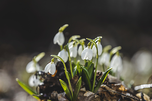 포토 JPG 해외이미지 꽃잎 꽃 잎 사람없음 목재 아웃포커스 스노드롭 해외포토 나무 식물 재료 촬영기법 파일형식 이미지허브