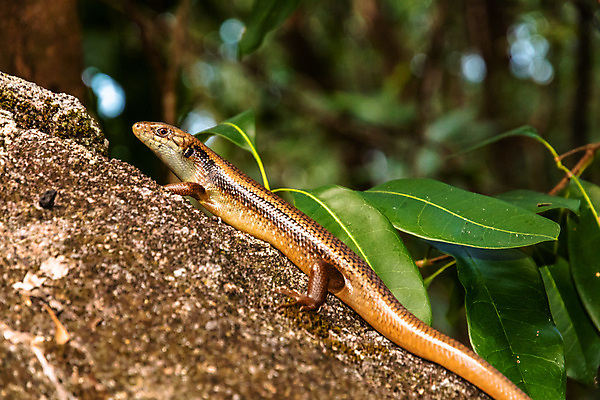 포토 JPG 해외이미지 주간 식물 동물 공원 야생동물 모래 바다 섬 파충류 자연 휴가 사람없음 야외 초록색 물 모래사장 환경 흰색 산호 호주 작음 생태계 생물학 암초 내추럴 동물상 생태학 전국 파라다이스 해외포토 자연요소 공공시설 교육 컬러 조형물 오세아니아 자포동물 크기 파일형식 이미지허브